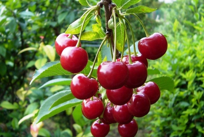 Health Benefits of Cherries