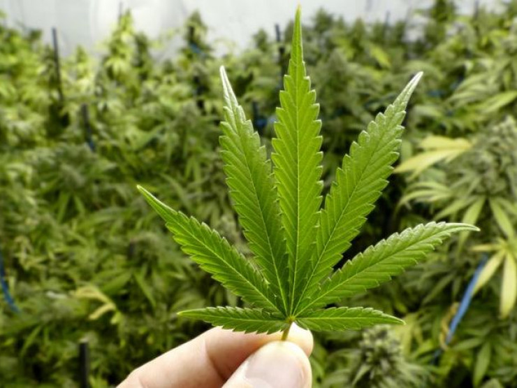 Marijuana 'may be worse than cigarettes for cardiovascular health'